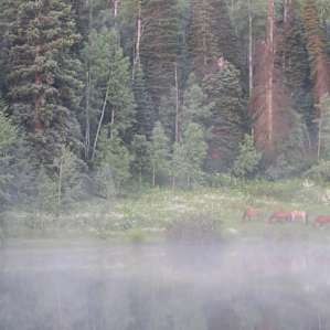 Tent Camping near bubbling brook