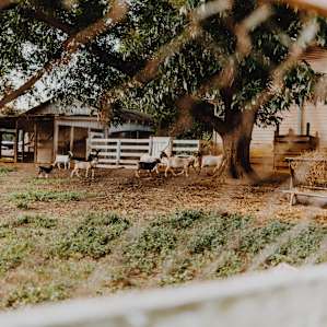Goats currently being kept across the road in the off months. Normally on the grounds during the fall.
