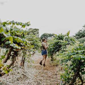Grape vineyard across the street.