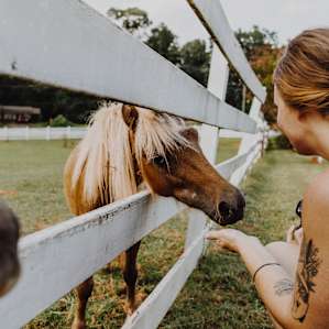Feeding the miniature horses.