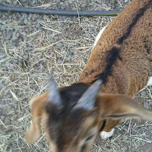 Sunset Farms Sanctuary