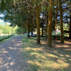 Tree grove where you camp next to driveway