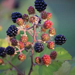 Berries everywhere!