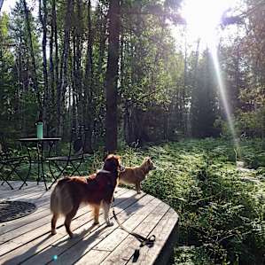 Small Yurt Tucked in the Woods