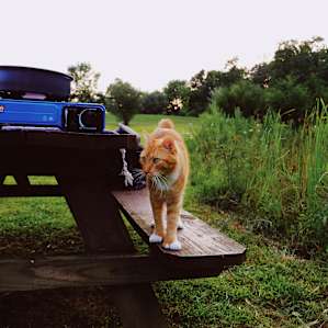 The cat came by to greet us