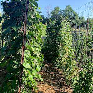Betty’s Bean Garden 💚