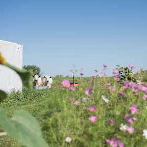 Curious cows would watch us as we wandered through the garden