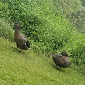 More cool ducks!!