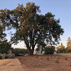 This oak tree was magic. I was there for the sunrise.
