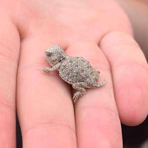 My daughter found this little guy