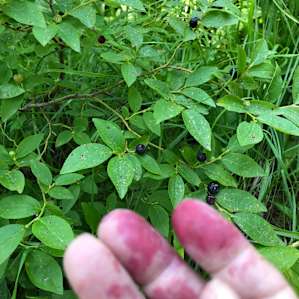 Shhhh... don’t let anyone know where the huckleberries are!