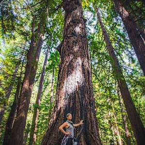 hiking through the redwoods