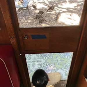 morning visitors