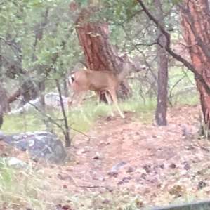Deer you can see driving around and in the camp