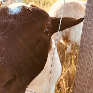 Thiselle Creek Farmstay