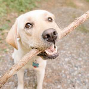 Denali carrying her stick!