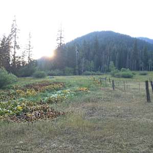 Alpine meadow