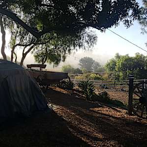Morning at campsite (good shade!)