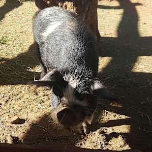 Pig!