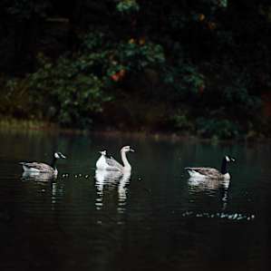 Lakefrontcampsites.com