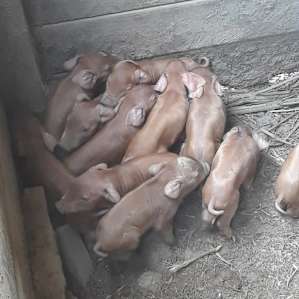 Hours old piglets!