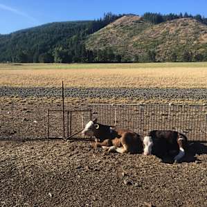 Sunset Farms Sanctuary