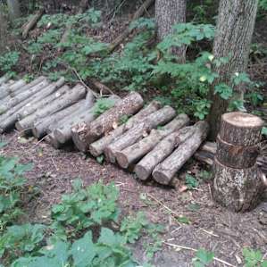 Permaculture Paradise