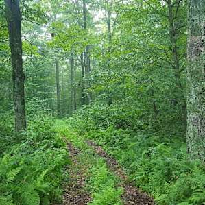 Quilted Woods