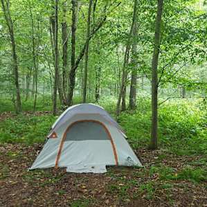 Quilted Woods
