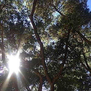 Oak magic