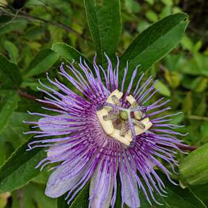 Blackwater Birds and Bees