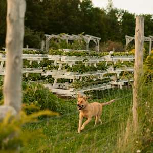 Our dog Finn loved chasing the farm dog Helga through the fields.