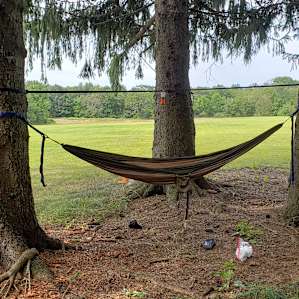 Good trees for Hammocks
