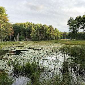 Maine WildWalkWaysTHREE