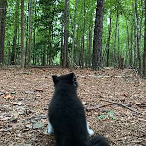 The camp site was dog friendly, so we brought our tiny senior citizen.