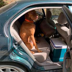 Trip, the ownerβs dog, in our car. Wish we couldβve taken him home :β)