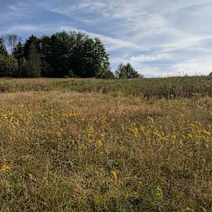 Wildlife was present in this field, we saw deer, a coyote, and even a black snake sunbathing on the gravel road.