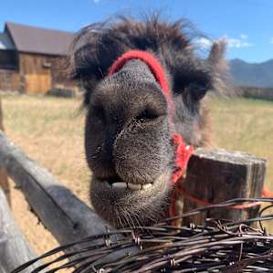 Cooper the llama saying hello!