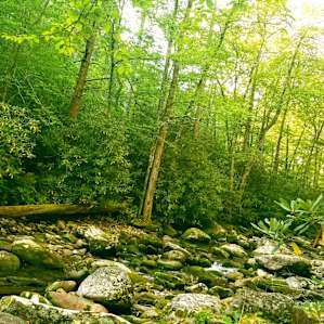 Glamping at the base of Mt Mitchell