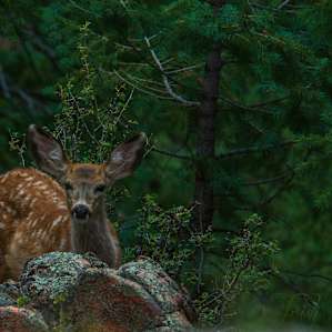 This photo was a curious fawn that was curious while I was reading. She came pretty close.