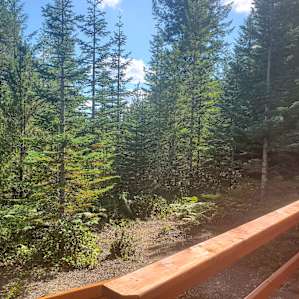 Wooded Wonder Tent Camping