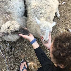 Getting our animal fix