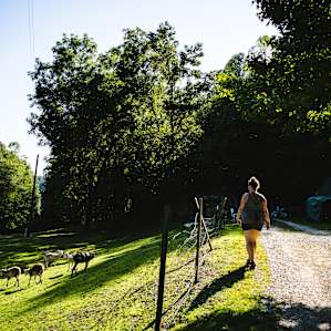 Visiting the other campers on the property.