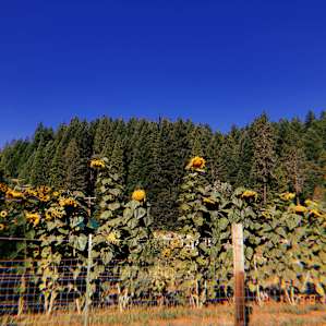 Sunflowers filled their garden!