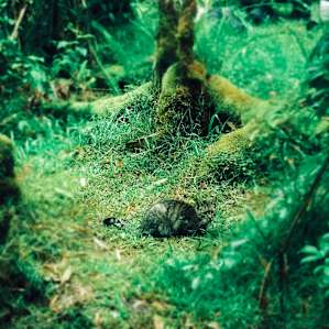 Jungle Cat