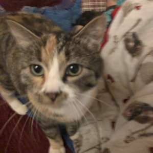 Girl Kitty insisting on snuggles