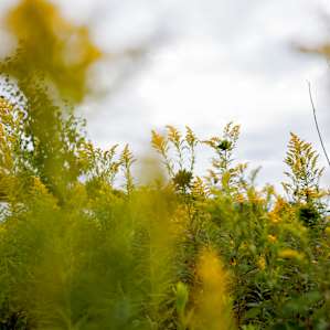 Flowers in the pollinator field.