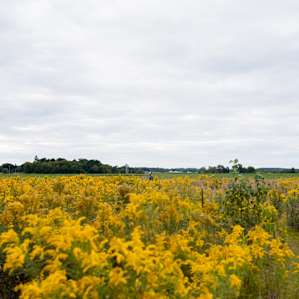 The pollinator field is the perfect place to unplug, read, meditate or just take a stroll.