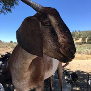 Tent Camp with Goats