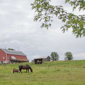 The farm has beautiful wide open fields to enjoy and explore
